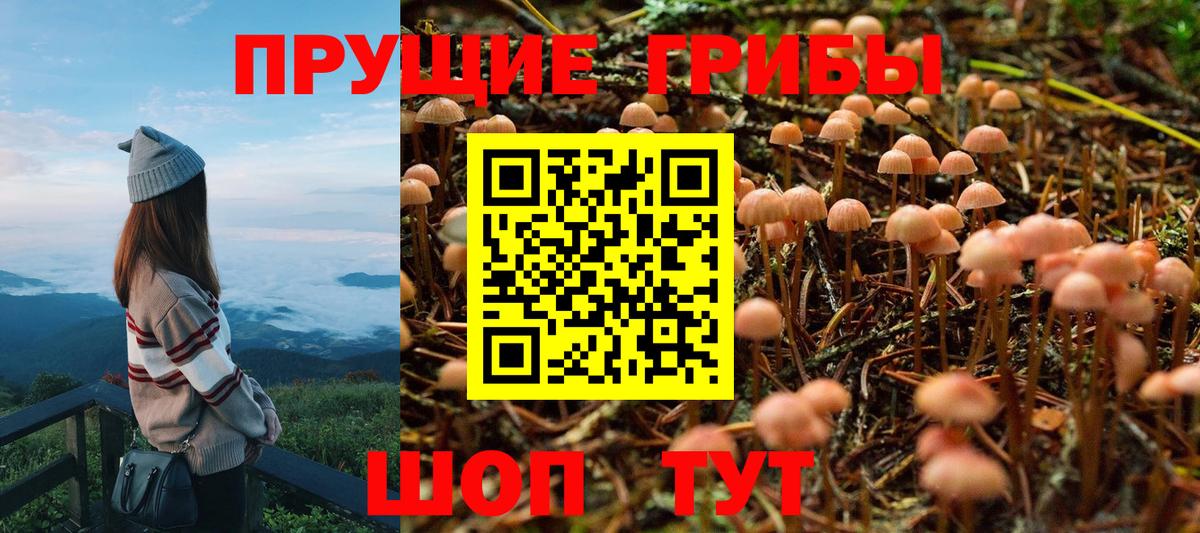 Псилоцибиновые грибы мицелий Кохма
